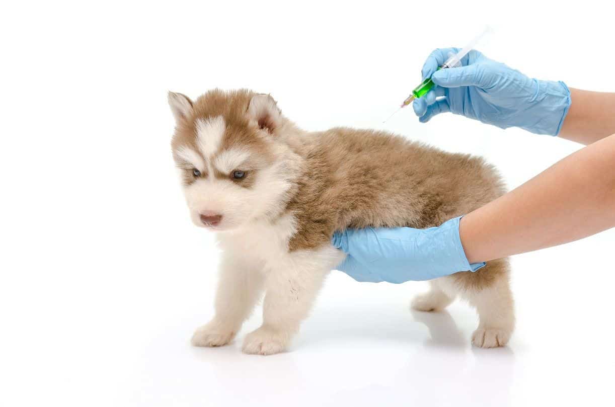 Le rôle du vétérinaire