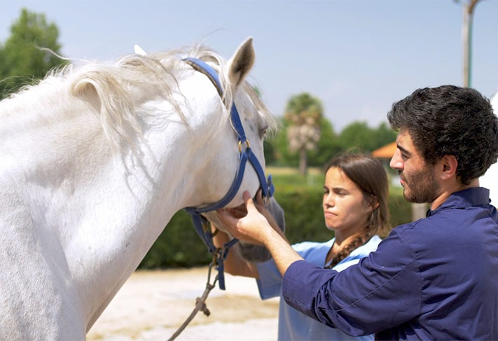 Obtenez un diplôme européen de Médecine Vétérinaire au Portugal