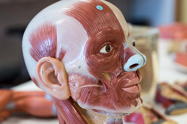Classe d’Anatomie — Université CESPU de Porto