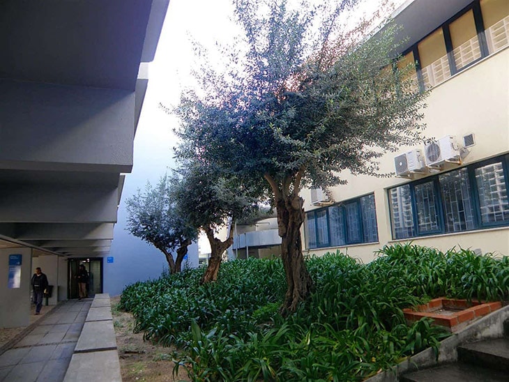 Arbres